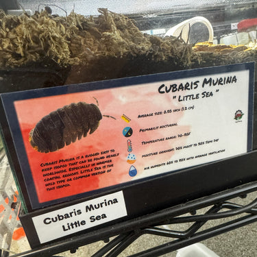 Cubaris Murina Little Sea Isopod Bin Label